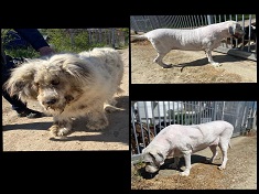 Câine fericit după o ședință de cosmetică canină